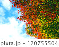 真っ赤な紅葉と青空 120755504