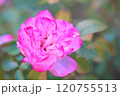ピンクグリーンアイス 120755513