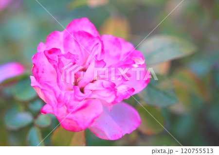 ピンクグリーンアイス ピンクグリーンアイス 120755513