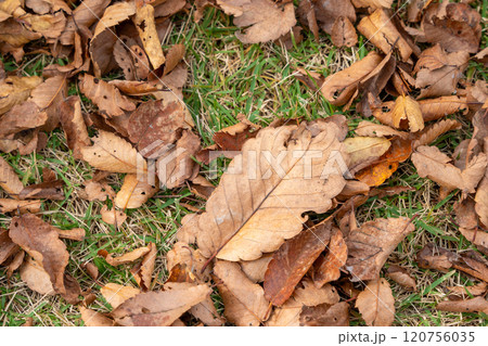 地面に敷き詰められた落ち葉 120756035