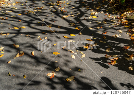 落ち葉の道に映る木のシルエット 120756047
