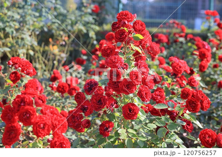 埼玉県北足立郡伊奈町のバラ公園の春薔薇の花 埼玉県北足立郡伊奈町のバラ公園の春薔薇の花 120756257