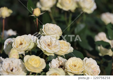 埼玉県北足立郡伊奈町のバラ公園の春薔薇の花 120756258