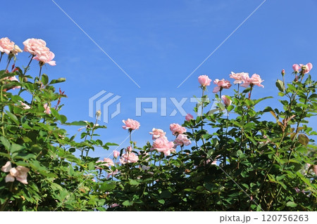 埼玉県北足立郡伊奈町のバラ公園の春薔薇の花 120756263