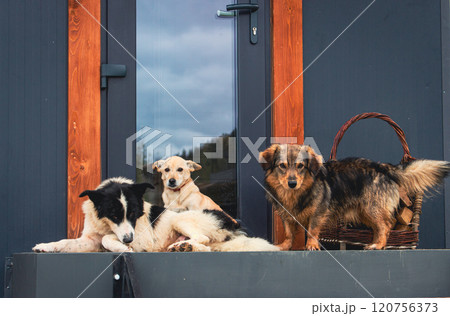 Three outdoor dogs relaxing on wooden porch. Friendly mixed breed dogs. Cute pets on the back yard. Domestic animals lying down on porch. Funny companion pets near cabin. 120756373
