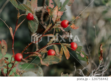 Medicinal plant, dog-rose fruit on a bush in the autumn season 120756442