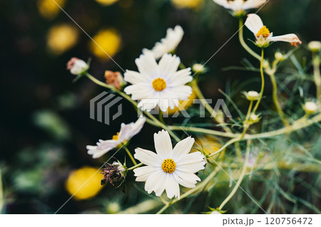 咲き誇る白いコスモスの花 咲き誇る白いコスモスの花 120756472