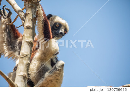 Endangered Coquerel's Sifaka Lemur Propithecus coquereli Madagascar Endangered Coquerel's Sifaka Lemur Propithecus coquereli Madagascar 120756636