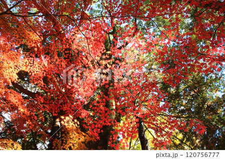 モミジの紅葉 120756777