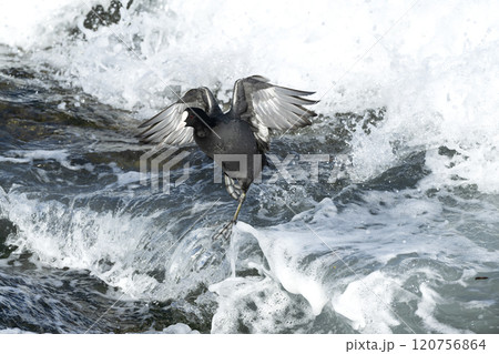 オオバン 120756864