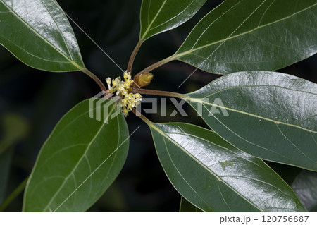 シロダモ 120756887