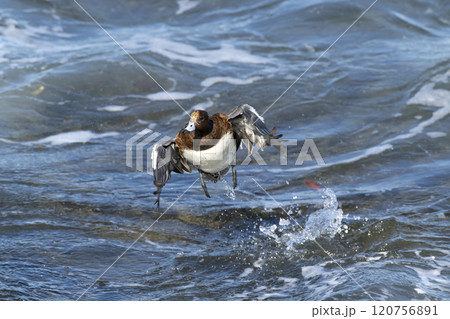 ヒドリガモ ヒドリガモ 120756891