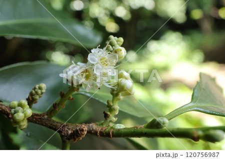 自然　植物　リュウキュウハイノキ、花は秋から冬。葉腋に小さな五弁花を総状につけます 120756987