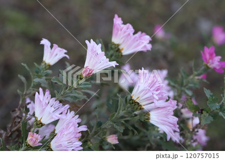 秋の庭に咲くピンク色のスプレーギクの花 120757015