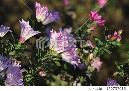 秋の庭に咲くピンク色のスプレーギクの花 120757016