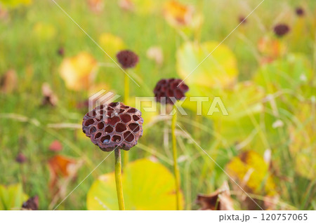 【蓮の花托】美しいけど...【集合体恐怖症】 120757065