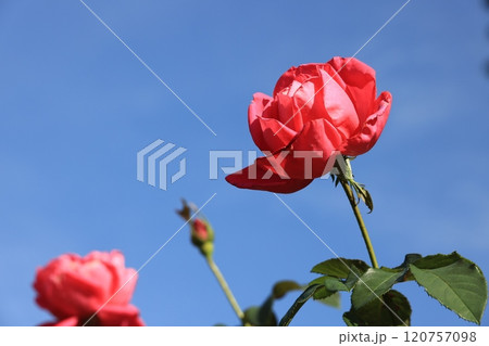 赤い色のバラの花 120757098