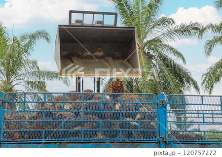 Palm oil fruit is being loaded into a large truck 120757272