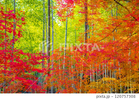 【京都風景】常寂光寺 嵐山で有数の紅葉の名所 【京都風景】常寂光寺 嵐山で有数の紅葉の名所 120757308