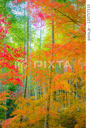 【京都風景】常寂光寺　嵐山で有数の紅葉の名所 120757310