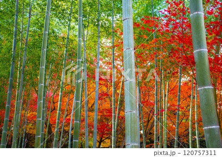【京都風景】常寂光寺　嵐山で有数の紅葉の名所 120757311