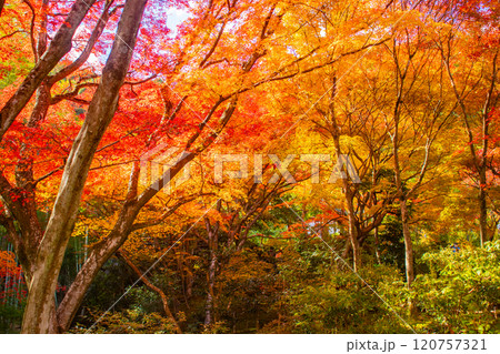 【京都風景】常寂光寺 嵐山で有数の紅葉の名所 【京都風景】常寂光寺 嵐山で有数の紅葉の名所 120757321