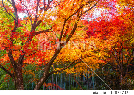 【京都風景】常寂光寺 嵐山で有数の紅葉の名所 【京都風景】常寂光寺 嵐山で有数の紅葉の名所 120757322