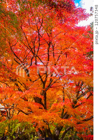 【京都風景】常寂光寺　嵐山で有数の紅葉の名所 120757348
