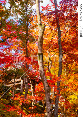 【京都風景】常寂光寺 嵐山で有数の紅葉の名所 【京都風景】常寂光寺 嵐山で有数の紅葉の名所 120757355