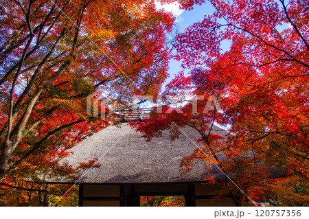 【京都風景】常寂光寺　嵐山で有数の紅葉の名所 120757356