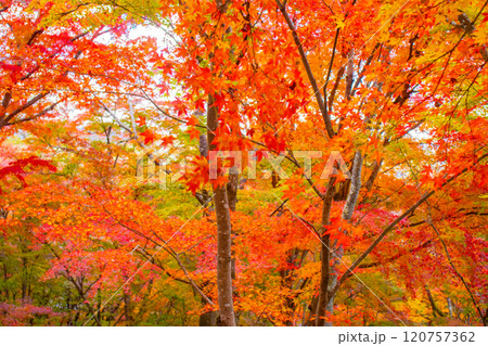 【京都風景】常寂光寺 嵐山で有数の紅葉の名所 【京都風景】常寂光寺 嵐山で有数の紅葉の名所 120757362