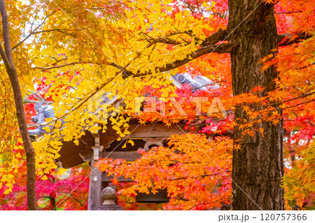 【京都風景】常寂光寺 嵐山で有数の紅葉の名所 【京都風景】常寂光寺 嵐山で有数の紅葉の名所 120757366