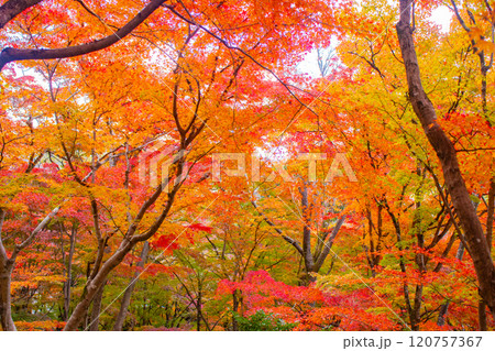 【京都風景】常寂光寺 嵐山で有数の紅葉の名所 【京都風景】常寂光寺 嵐山で有数の紅葉の名所 120757367