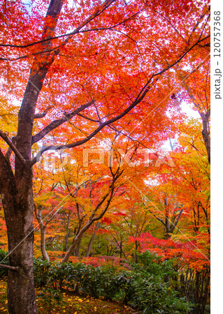 【京都風景】常寂光寺 嵐山で有数の紅葉の名所 【京都風景】常寂光寺 嵐山で有数の紅葉の名所 120757368