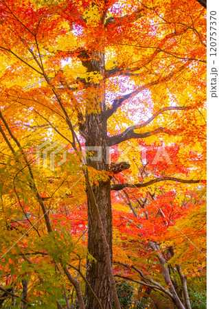 【京都風景】常寂光寺　嵐山で有数の紅葉の名所 120757370