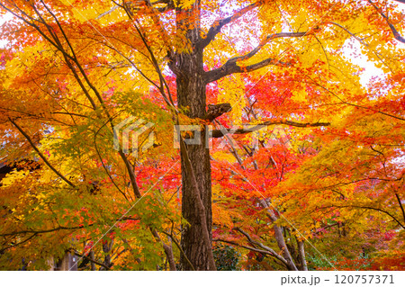【京都風景】常寂光寺 嵐山で有数の紅葉の名所 【京都風景】常寂光寺 嵐山で有数の紅葉の名所 120757371