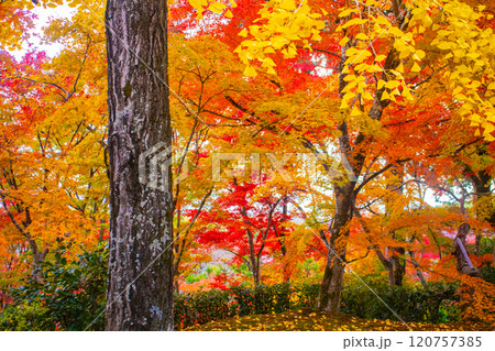 【京都風景】常寂光寺 嵐山で有数の紅葉の名所 【京都風景】常寂光寺 嵐山で有数の紅葉の名所 120757385