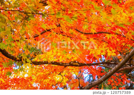 【京都風景】常寂光寺　嵐山で有数の紅葉の名所 120757389