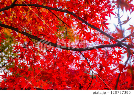 【京都風景】常寂光寺　嵐山で有数の紅葉の名所 120757390