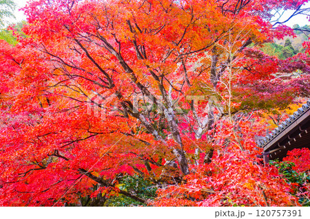 【京都風景】常寂光寺 嵐山で有数の紅葉の名所 【京都風景】常寂光寺 嵐山で有数の紅葉の名所 120757391