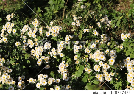 秋の庭に咲く白い小菊の花 秋の庭に咲く白い小菊の花 120757475