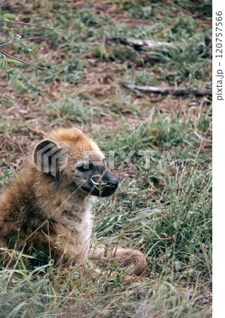Kruger National Park safari, Close up portrait spotted hyena in natural habitat 120757566