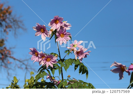 秋の庭に咲く皇帝ダリア(キダチダリア)のピンク色の花 秋の庭に咲く皇帝ダリア(キダチダリア)のピンク色の花 120757569