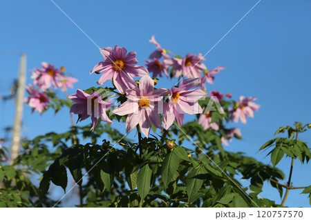 秋の庭に咲く皇帝ダリア（キダチダリア）のピンク色の花 120757570