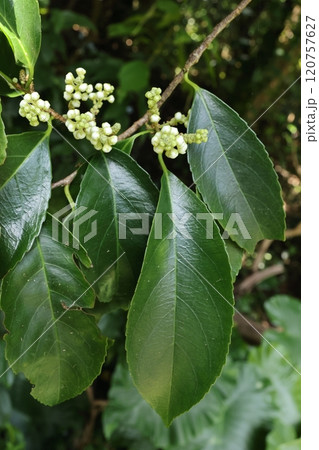 自然 植物 リュウキュウハイノキ、葉は五センチ前後。濃緑色で縁には小さな鋸歯がみえます 自然 植物 リュウキュウハイノキ、葉は五センチ前後。濃緑色で縁には小さな鋸歯がみえます 120757627