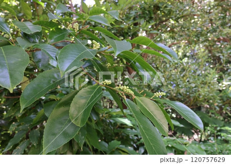 自然　植物　リュウキュウハイノキ、琉球固有種。沖縄島のみに自生するらしい 120757629