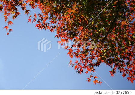 紅葉したモミジと青空 120757650