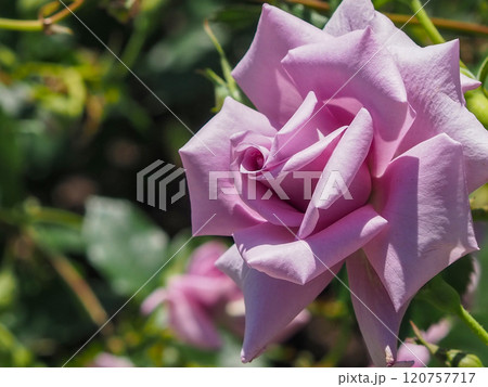 ローズガーデン 120757717