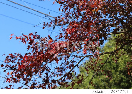 秋の庭で赤く紅葉するカエデの葉 120757791