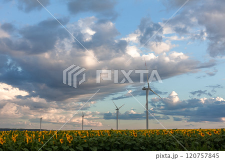 Sunlit sunflower field with wind turbines against a dramatic sky during late afternoon 120757845